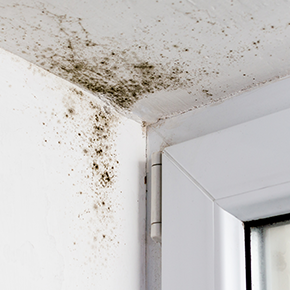 Mold Damage Repair