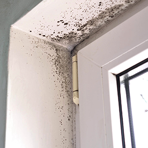 Mold Damage Repair